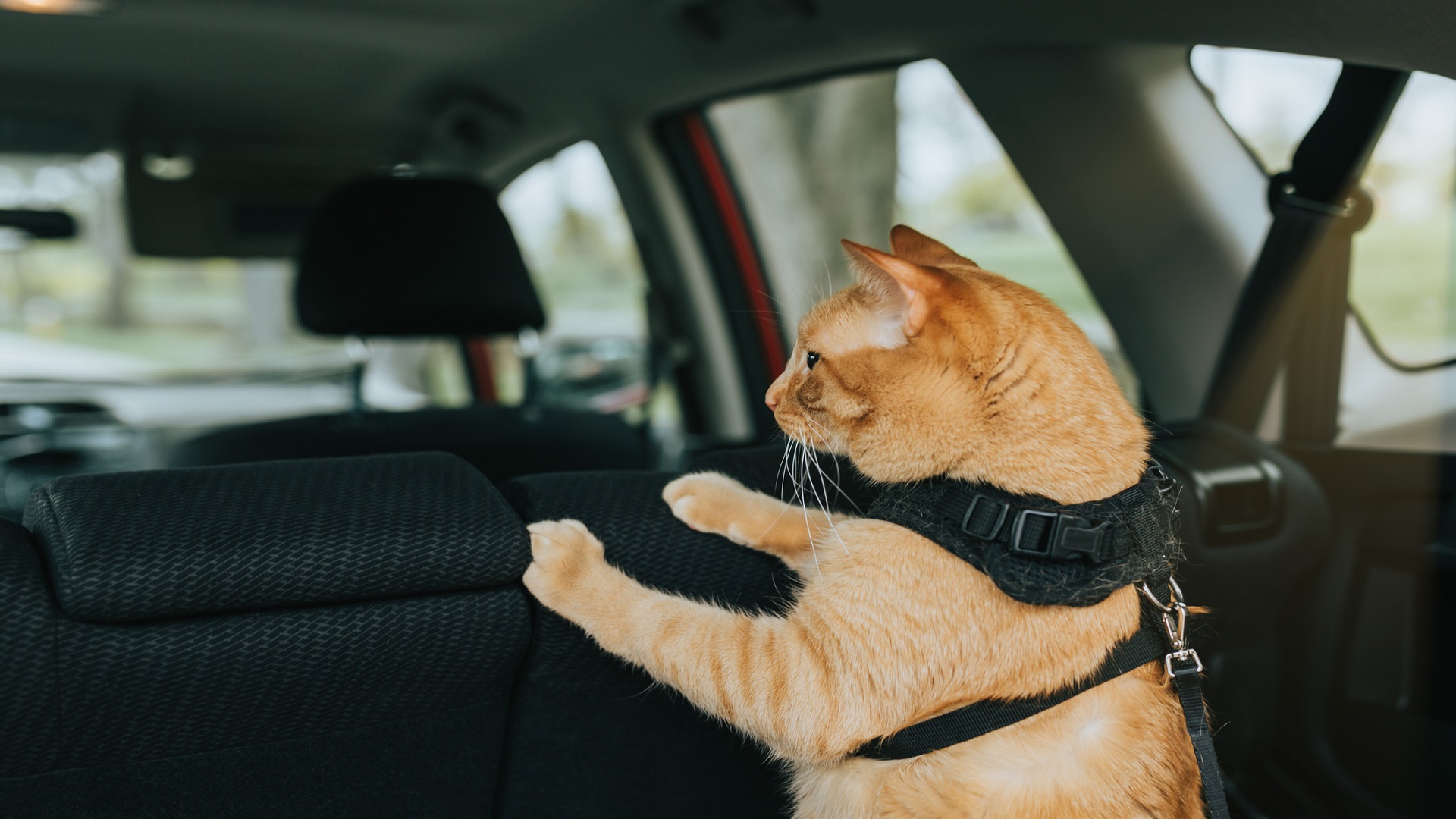 Comment bien protéger son animal en voiture ?